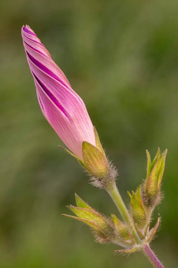 Purpur-Prunkwinde (Ipomoea purpurea) [3]